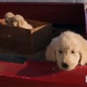 Watch the Pulled GoDaddy Puppy Super Bowl Commercial Here [VIDEO]