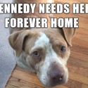 Adopt Kennedy From Wish Bone Canine Rescue [VIDEO]