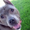 Adopt Carlita From Wish Bone Canine Rescue [VIDEO]
