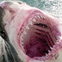 SHARK WEEK: Hilarious Woman’s Advice To Avoid Shark Attacks [VIDEO]