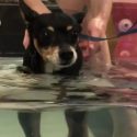 Watch: Carrie Underwood’s Dog, Ace, Paralyzed And Tries Water Therapy [VIDEO]