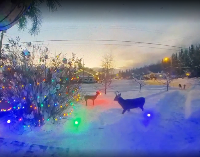 A deer approaching a homemade Rudolph the Red Nosed Reindeer decoration in a front yard