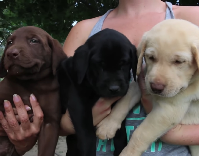 Labrador Retriever Puppies