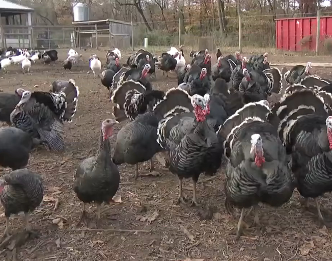 Turkeys on a farm