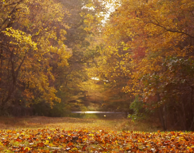 Wooded area in autumn