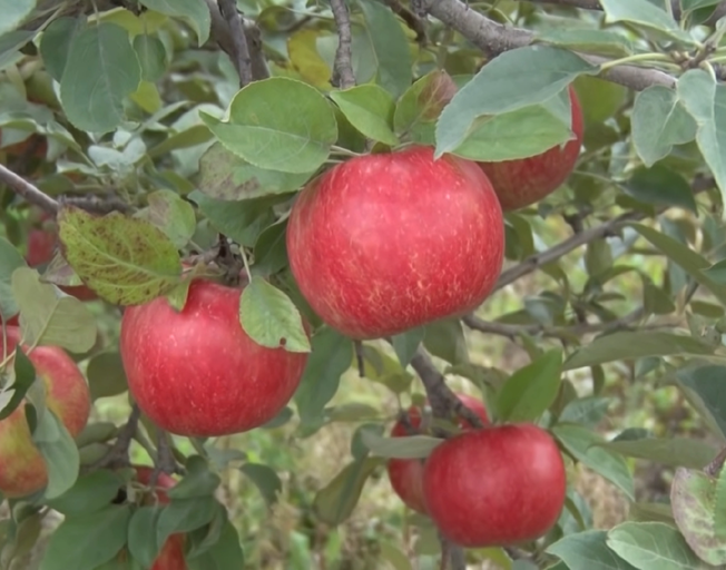 Apples still in a tree
