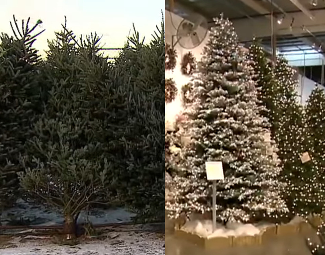 a real Christmas tree and a fake Christmas tree