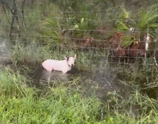 a dog tied to a fence in Florida